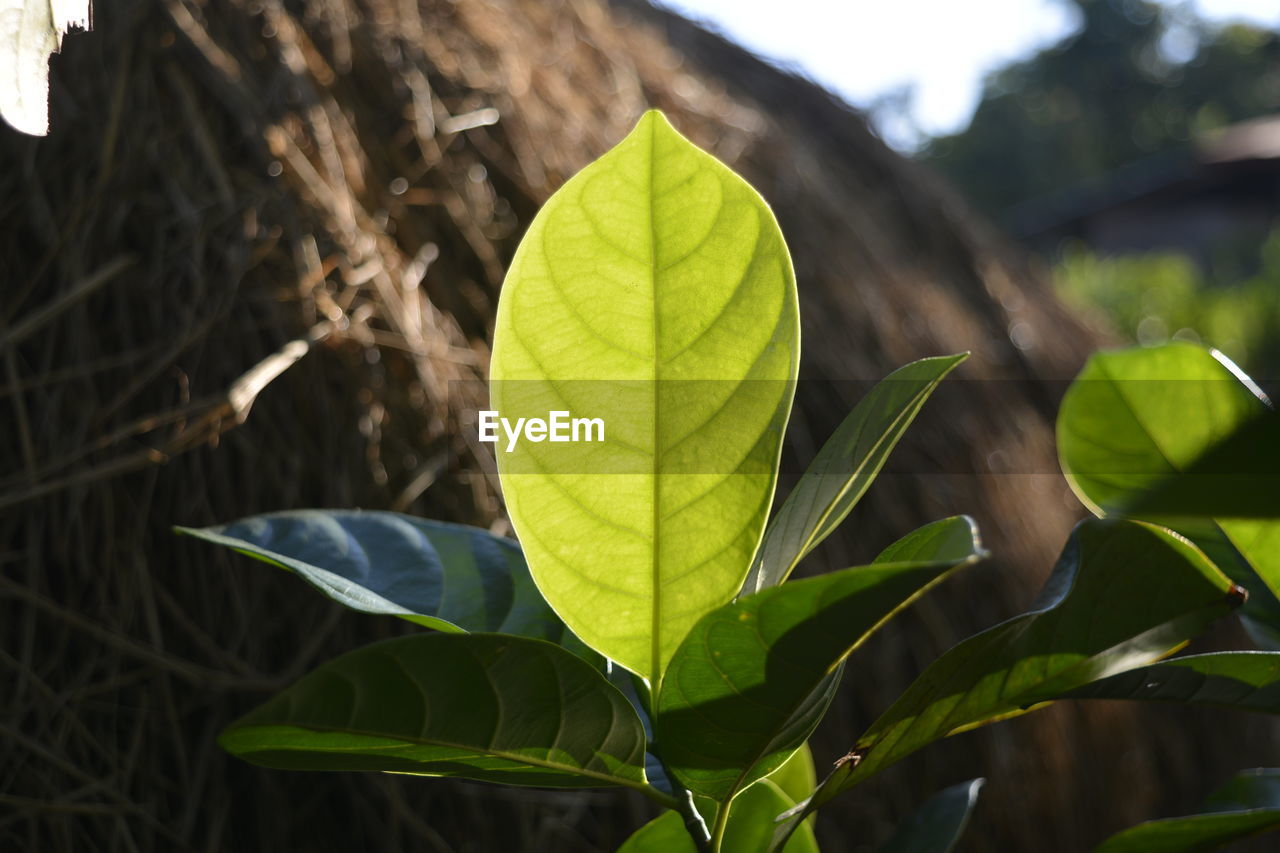 Close-up of leaves