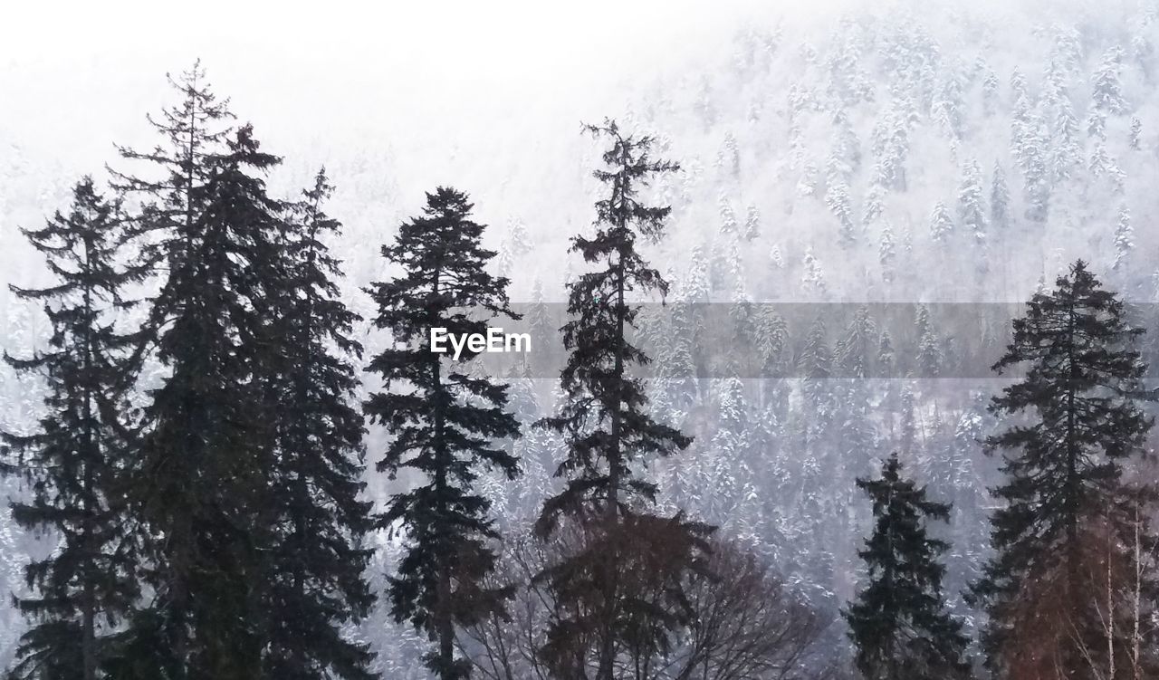 TREES IN FOREST DURING WINTER