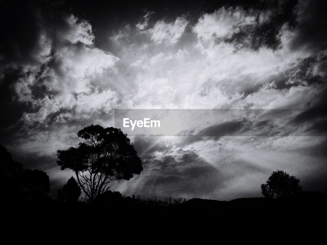 SILHOUETTE OF TREES AGAINST SKY