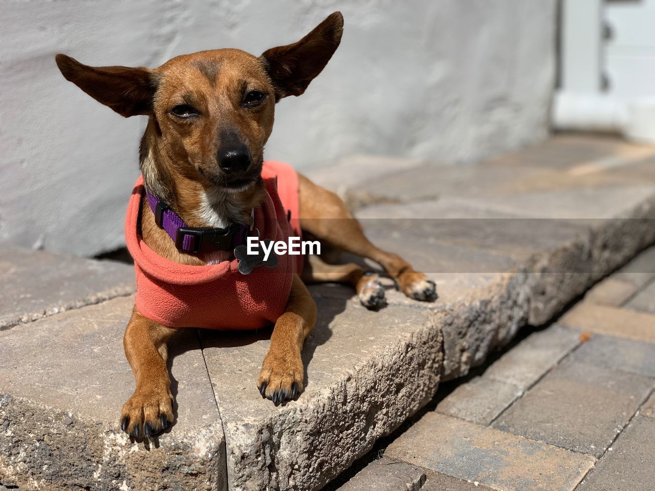 PORTRAIT OF DOG SITTING ON COBBLESTONE