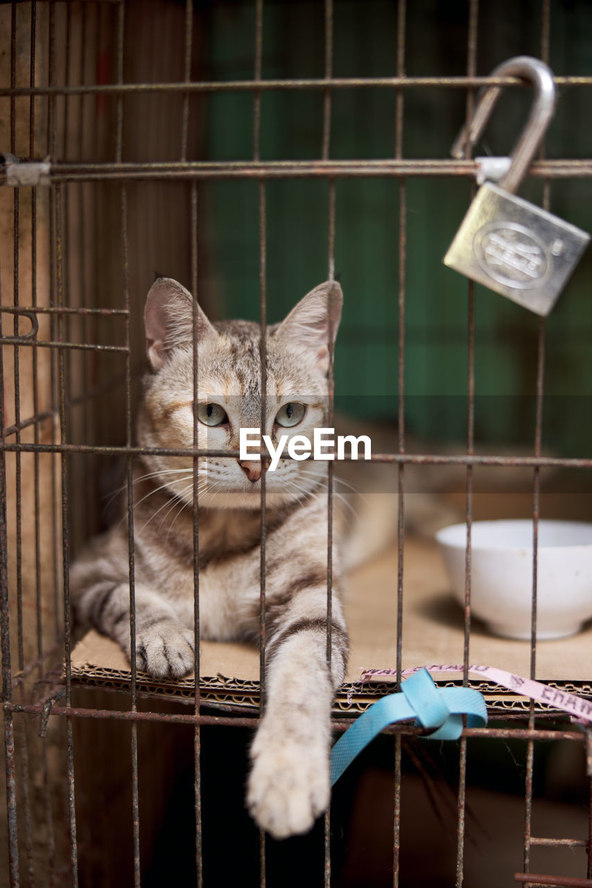 animal, cat, pet, animal themes, mammal, domestic animals, one animal, feline, domestic cat, cage, felidae, whiskers, animal shelter, no people, small to medium-sized cats, portrait, trapped, carnivore, metal, sitting, looking at camera