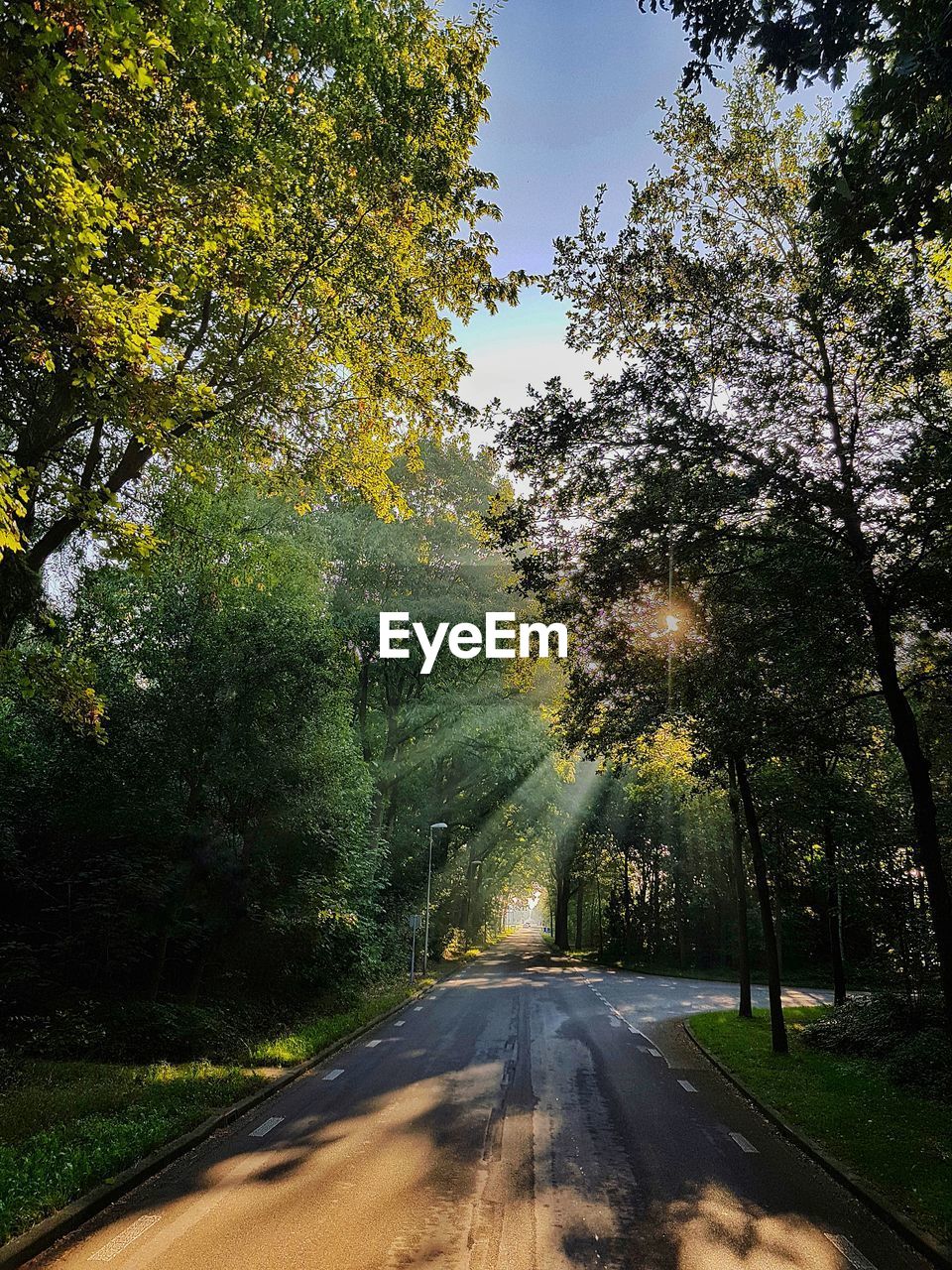 Empty road amidst trees against sky in city