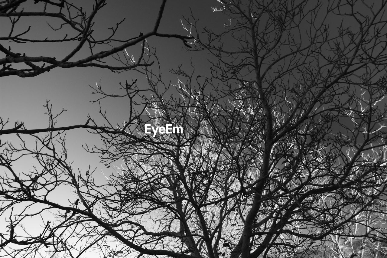 Low angle view of tree against sky