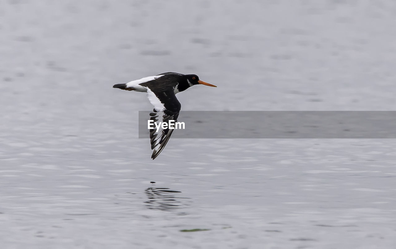 Bird flying oyster catcher over lake