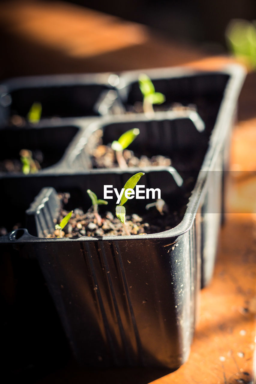 Close-up of seedlings in tray on table