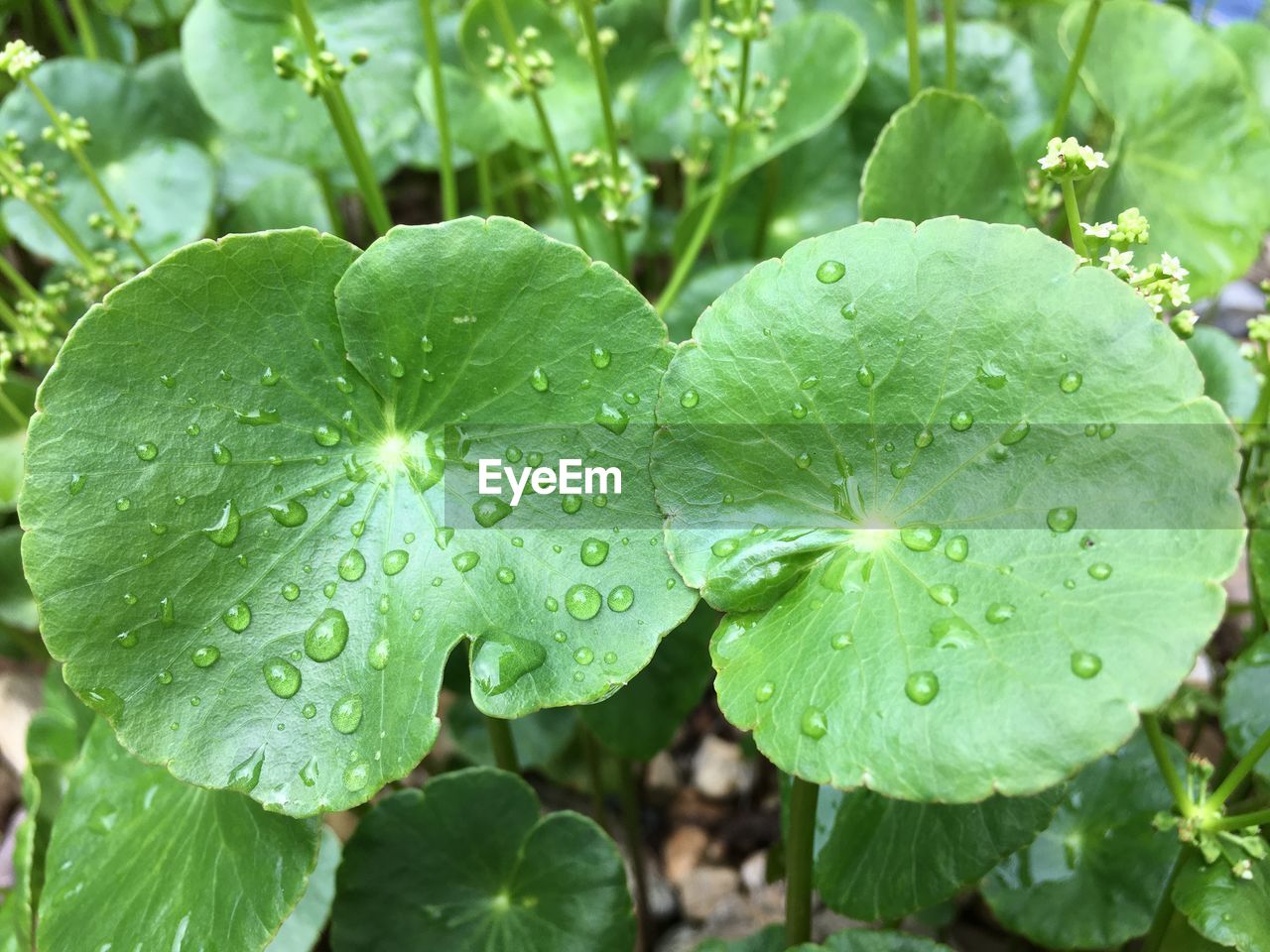 CLOSE-UP OF WATER DROPS ON LEAVES