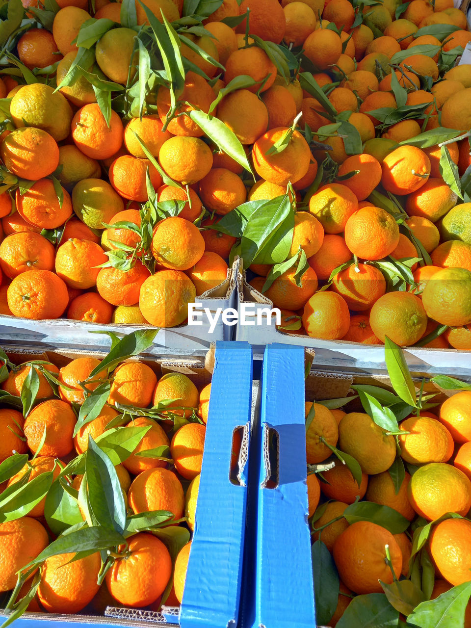 high angle view of tomatoes