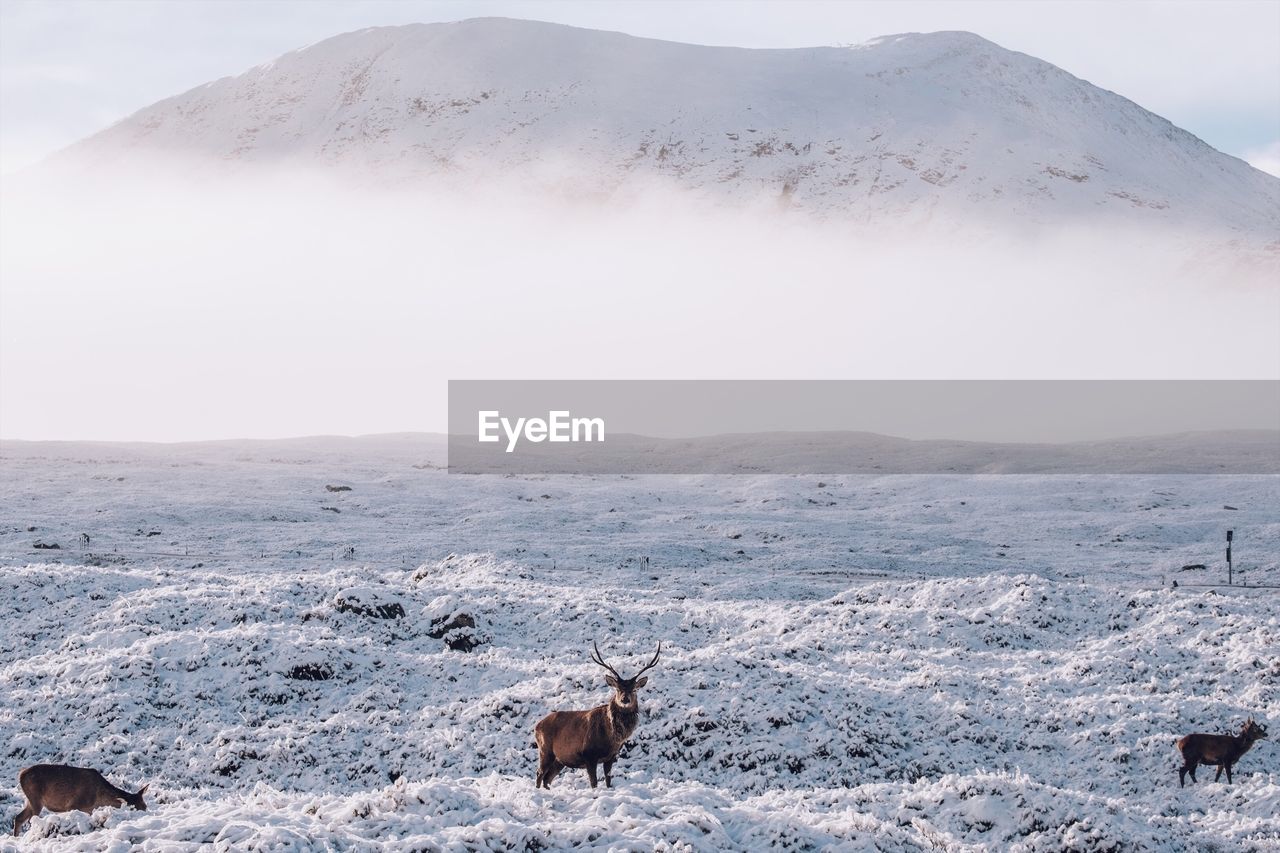 Deer on snow covered landscape against mountain