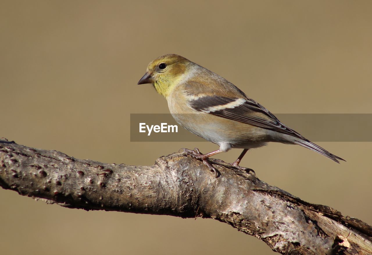 BIRD PERCHING ON BRANCH