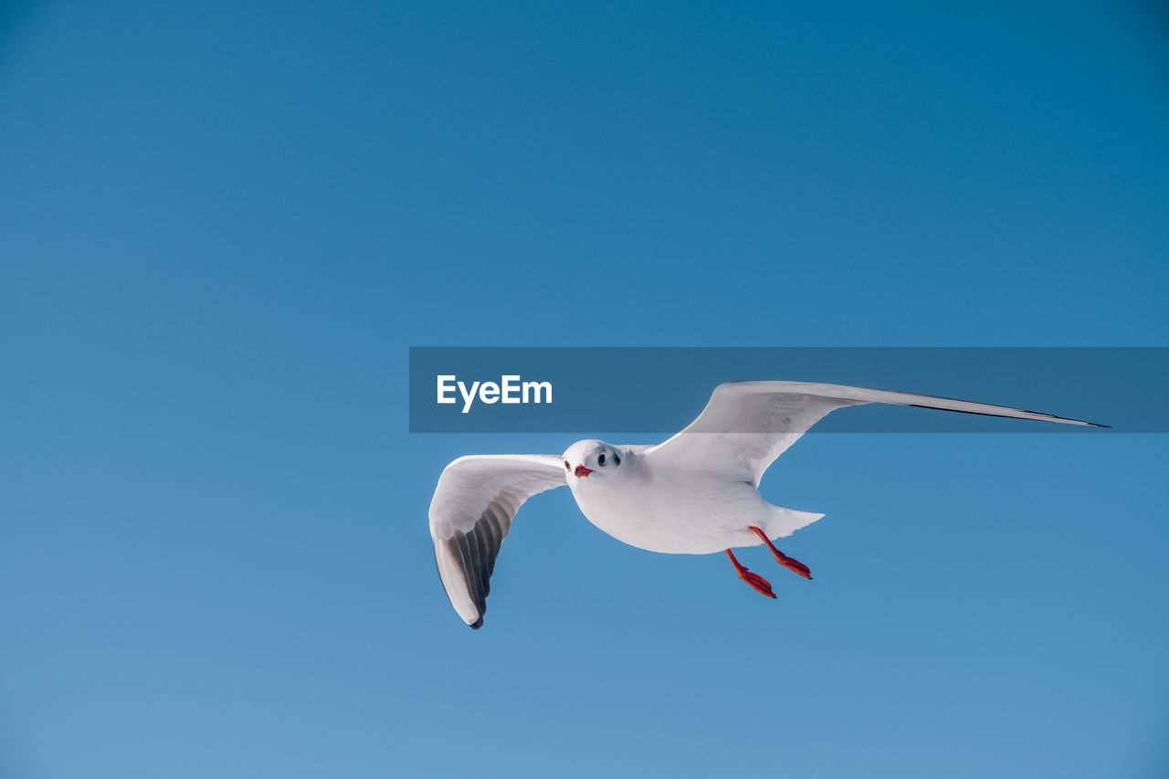 Low angle view of seagull flying