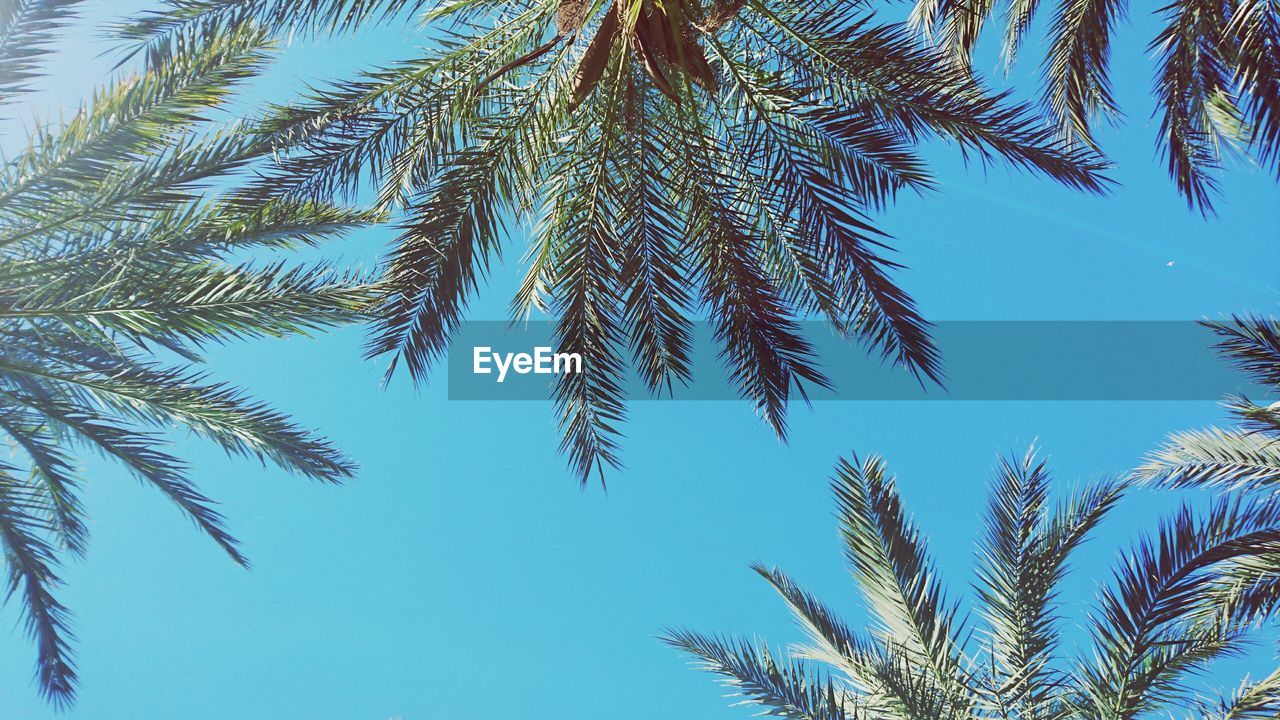 Low angle view of palm trees against blue sky