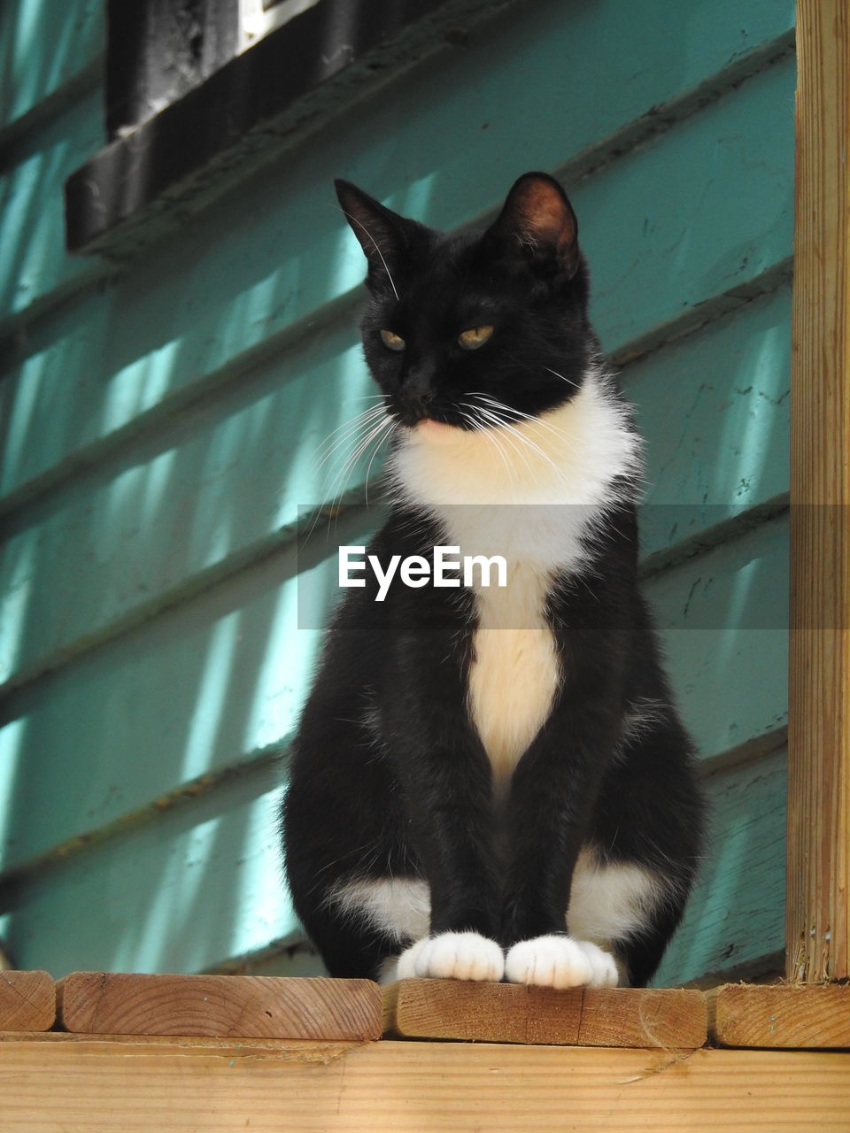 CLOSE-UP PORTRAIT OF CAT SITTING ON WOODEN FLOOR