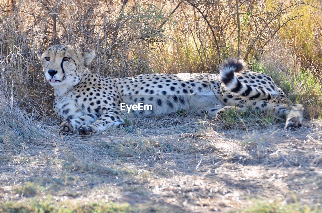 VIEW OF TIGER IN FIELD