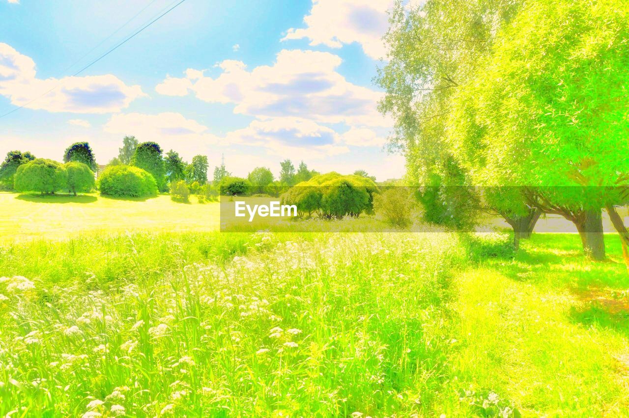 PLANTS GROWING ON LAND