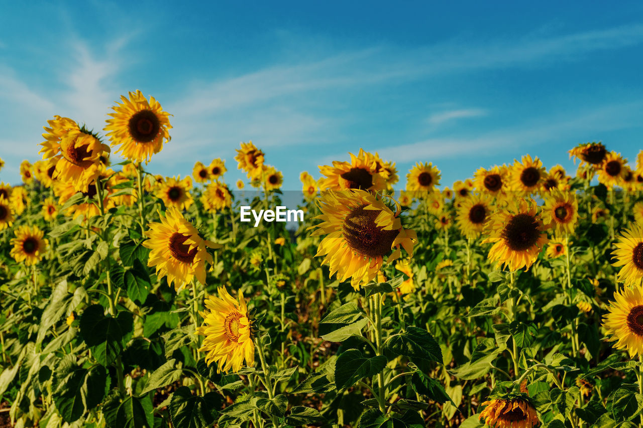 Close-up of yellow flowering plants on field against sky