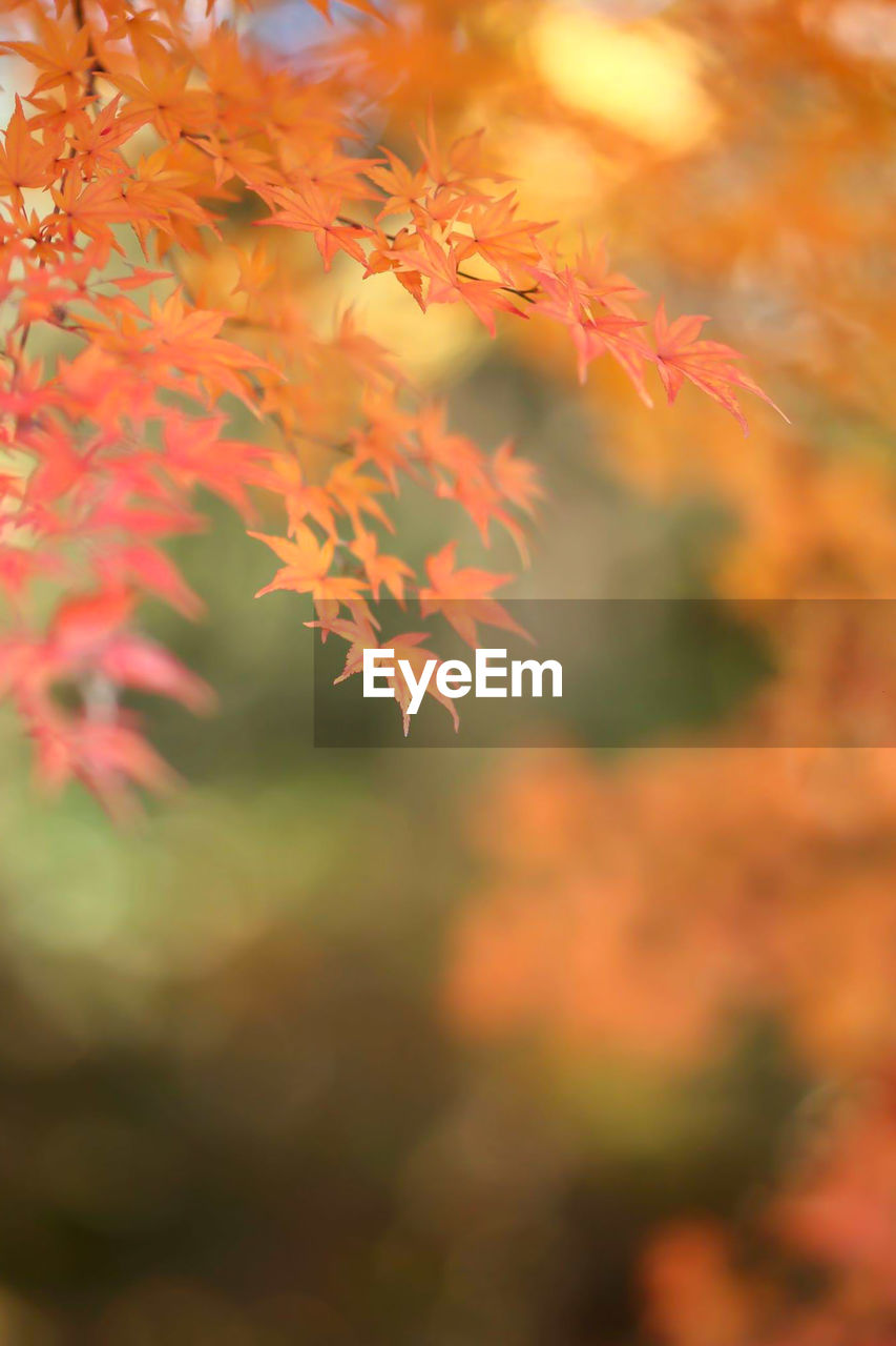 Close-up of autumnal leaves against blurred background