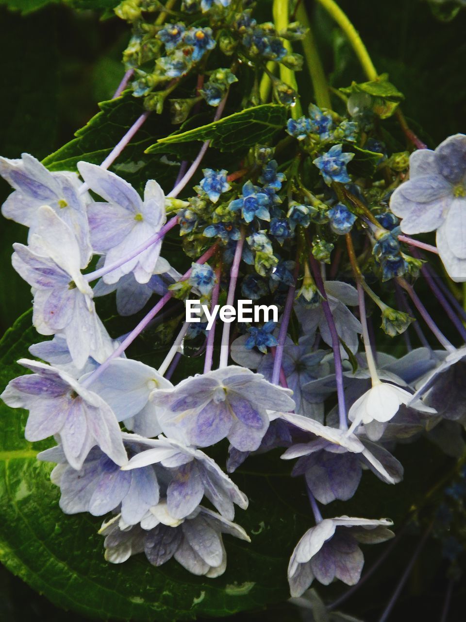 plant, flower, flowering plant, beauty in nature, nature, growth, freshness, close-up, purple, leaf, plant part, lilac, no people, petal, blossom, inflorescence, fragility, outdoors, flower head, water, wildflower, springtime, focus on foreground, day, botany