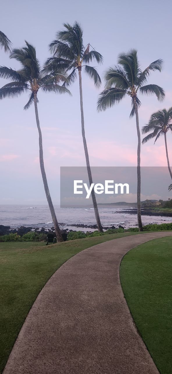 tree, palm tree, plant, green, tropical climate, nature, leaf, sky, no people, trunk, tree trunk, beauty in nature, land, wind, outdoors, blue, day, tranquility, growth, coconut palm tree, environment, water, branch, scenics - nature, reflection