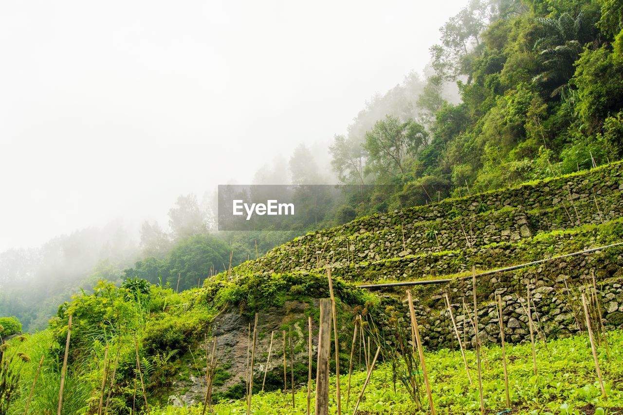 SCENIC VIEW OF FOGGY LANDSCAPE