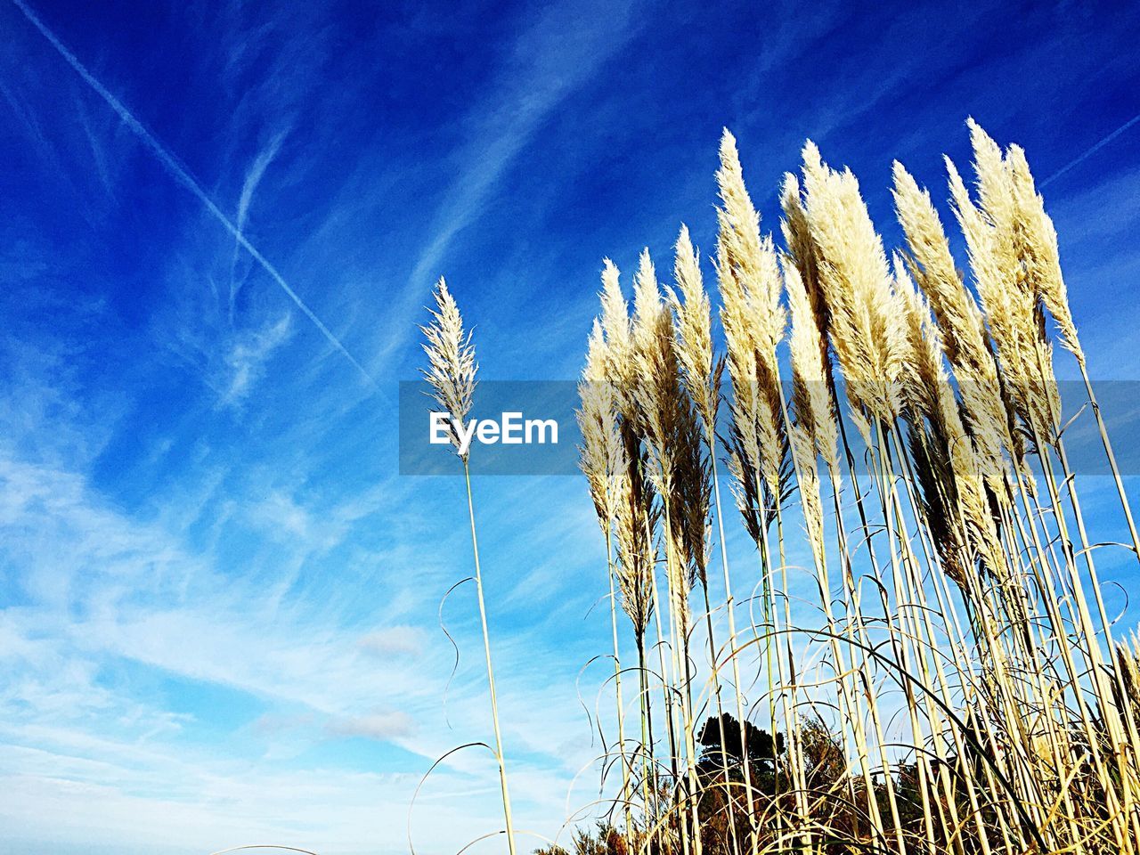 Low angle view of reeds growing against sky