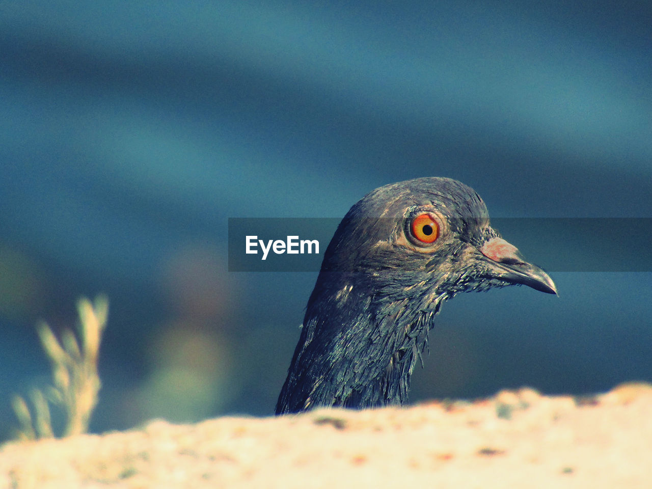 Close-up of a pigeon 