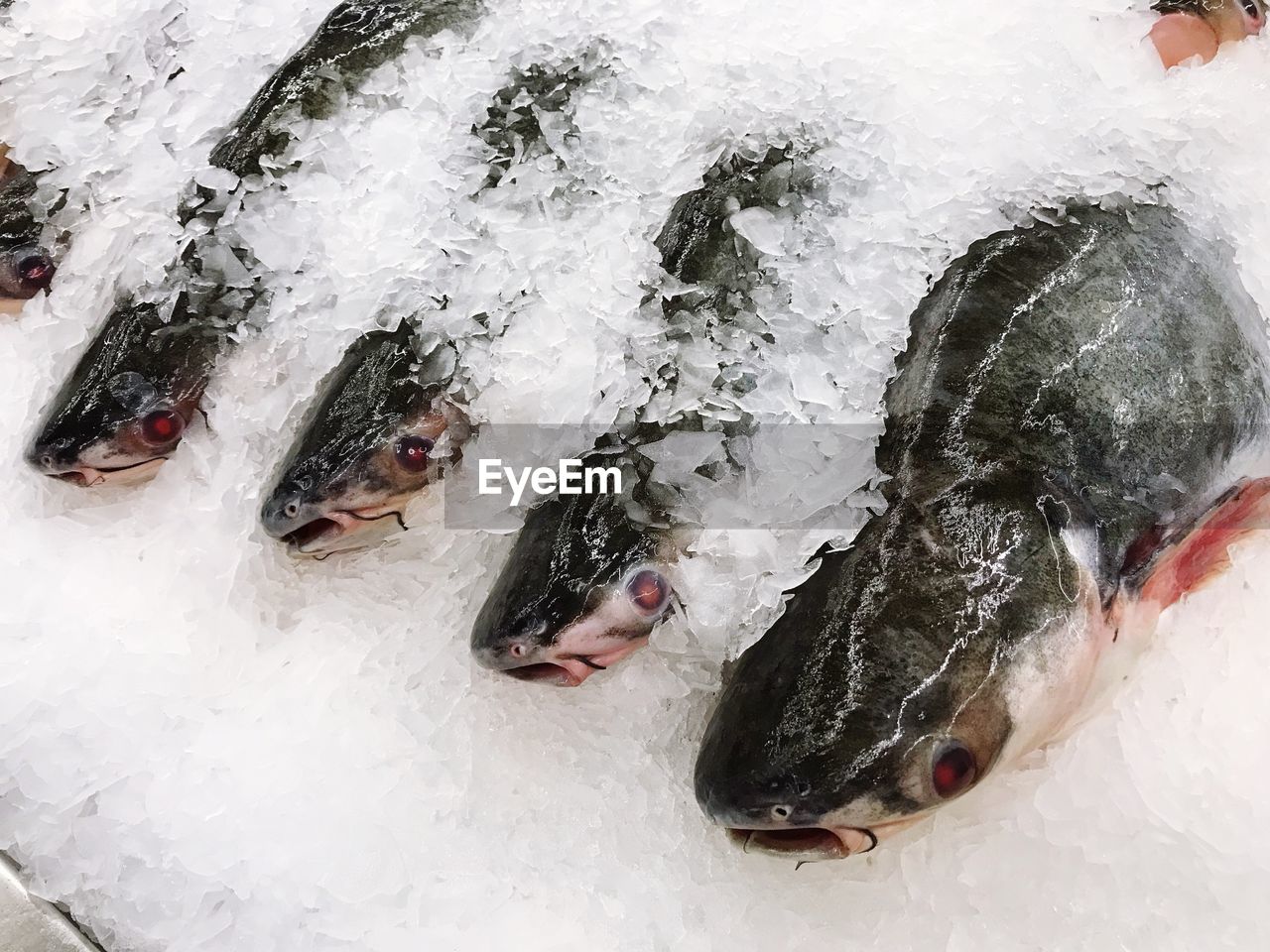 HIGH ANGLE VIEW OF FISHES IN FISH