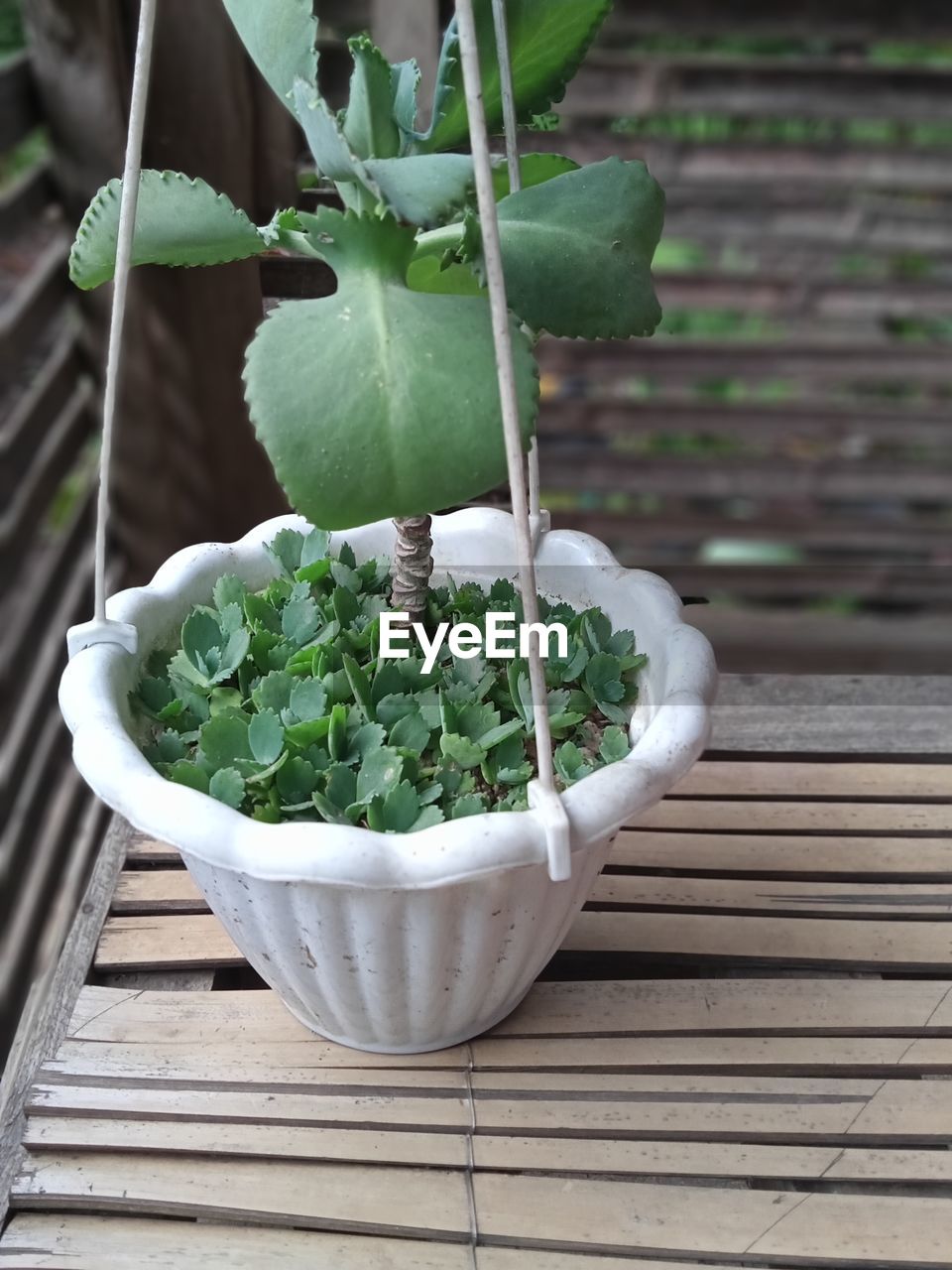 green, plant, leaf, flower, growth, plant part, wood, food and drink, food, produce, freshness, healthy eating, nature, wellbeing, no people, garden, vegetable, potted plant, day, outdoors, close-up, container