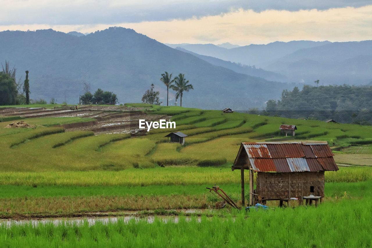 Scenic view of agricultural field against mountains