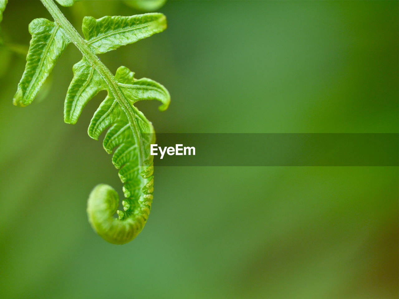 Close-up of plant