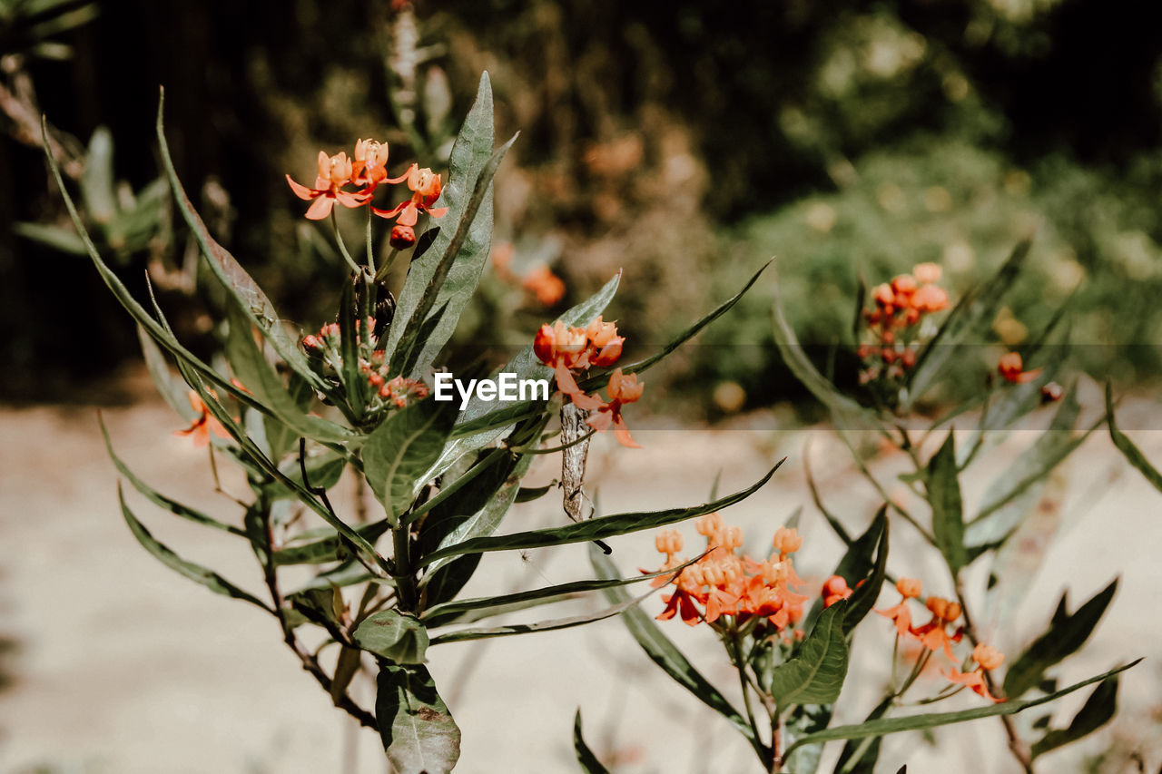 Close-up of red flowering plant