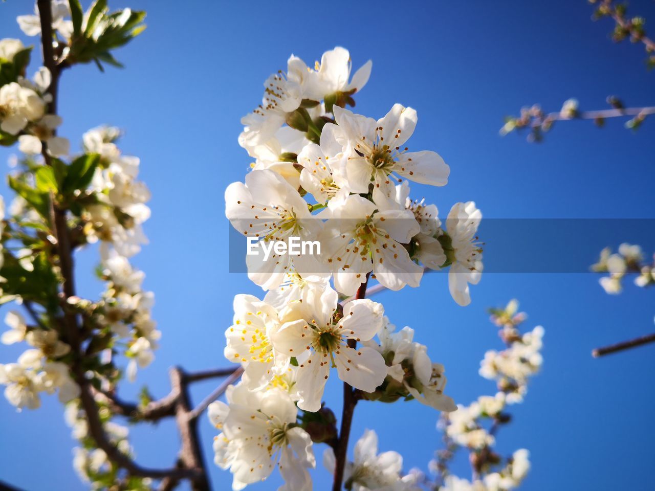 CLOSE-UP OF CHERRY BLOSSOMS AGAINST CLEAR SKY