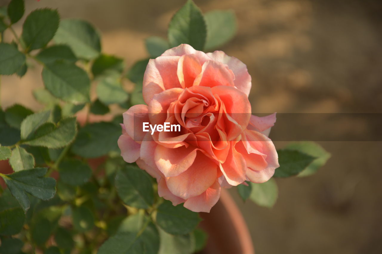 CLOSE-UP OF PINK ROSE AND WHITE ROSES