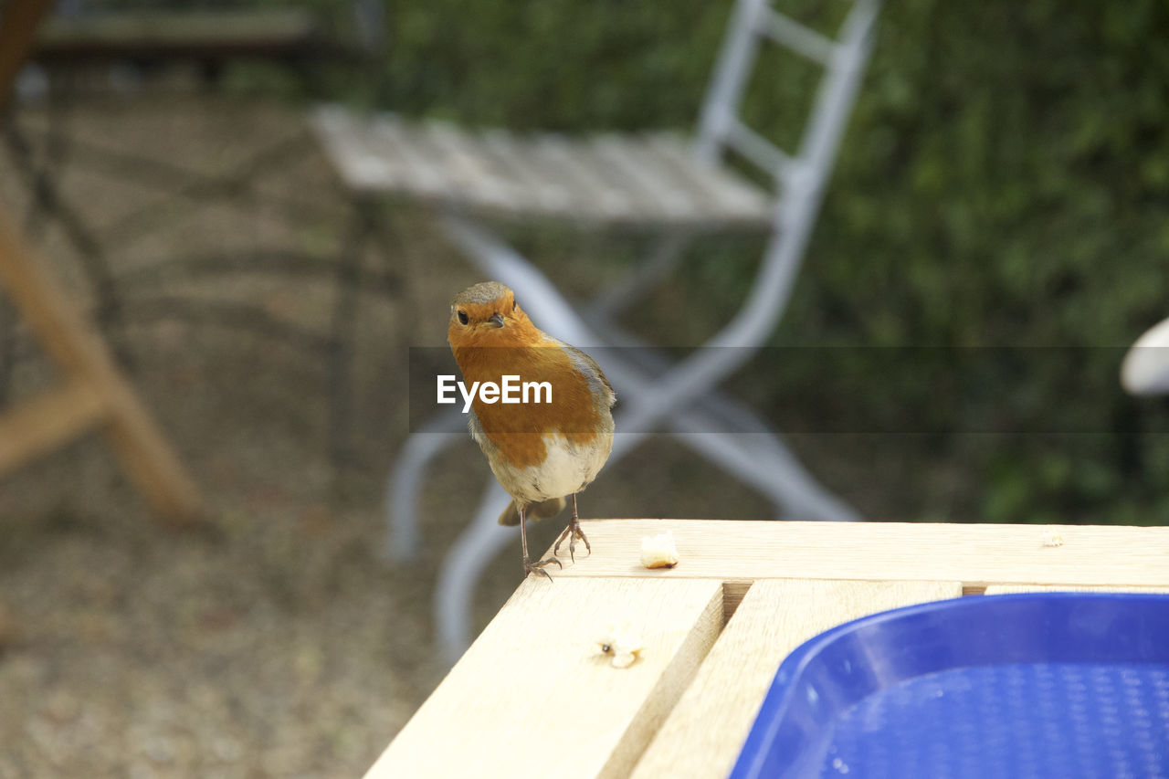 CLOSE-UP OF A BIRD PERCHING ON WOODEN SEAT