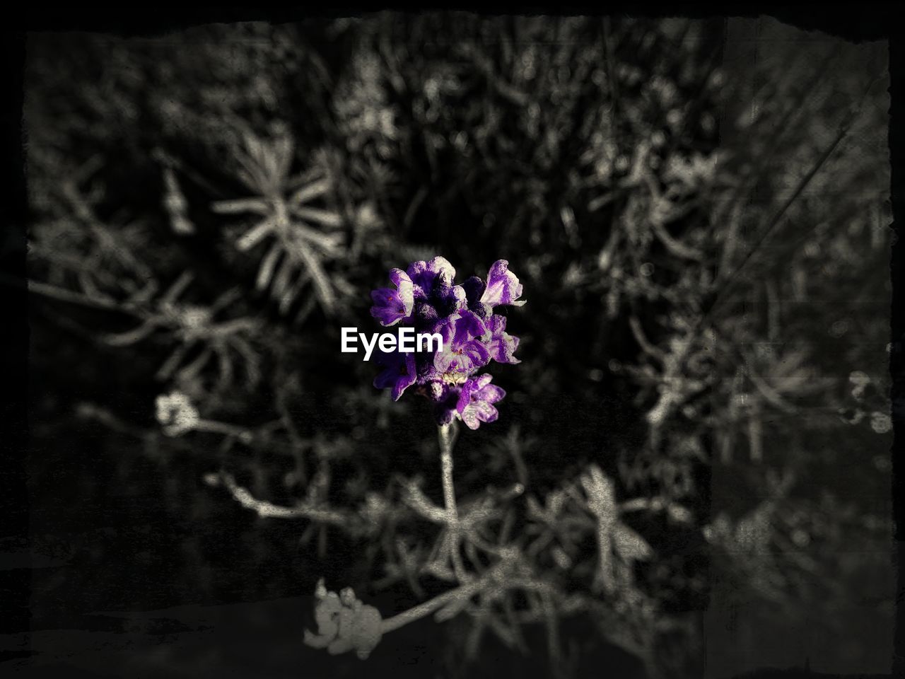 Close-up of tiny purple flowers blooming in park