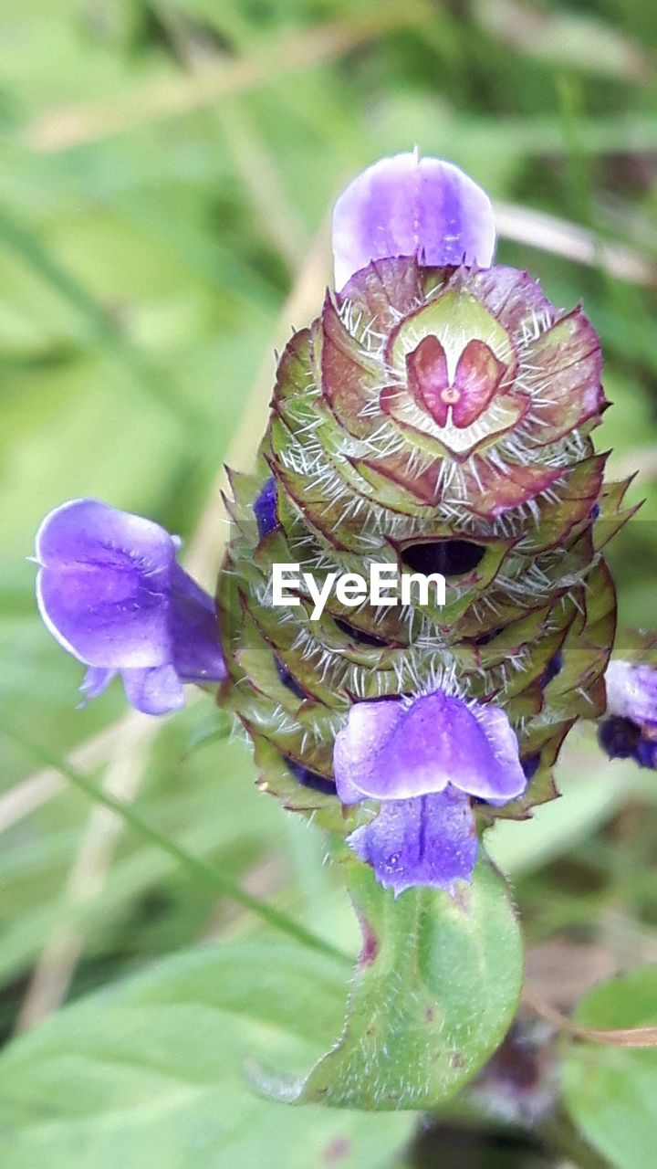 CLOSE-UP OF PURPLE FLOWER