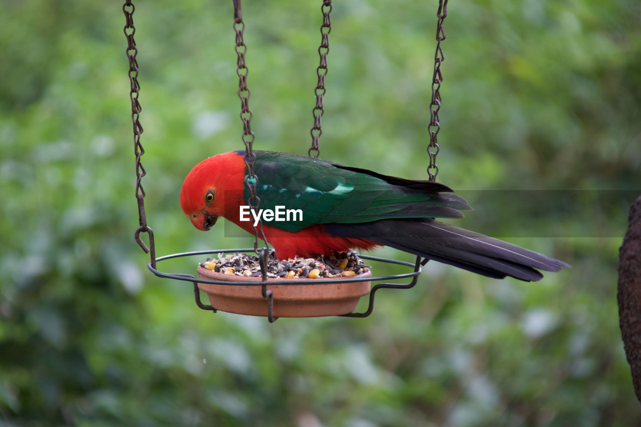 Close-up side view of parrot perching on feeder hanging outdoors