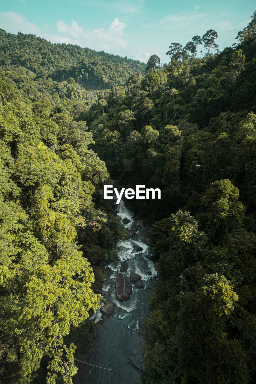Scenic view of forest against sky