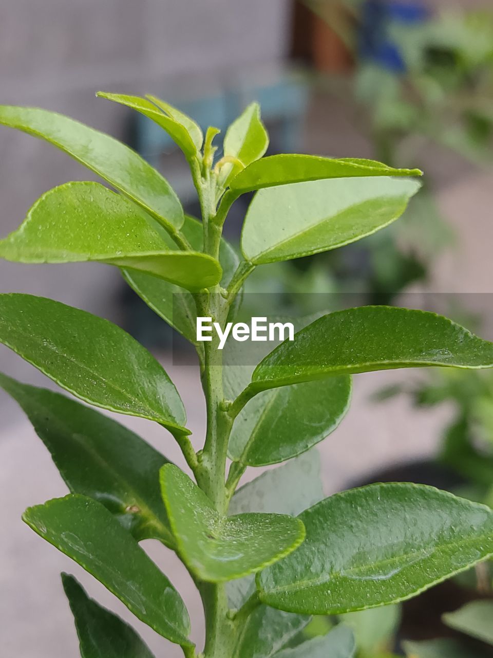 leaf, plant part, plant, growth, nature, flower, green, food, food and drink, close-up, herb, no people, shrub, outdoors, freshness, beauty in nature, agriculture, produce, environment, tree, common sage, medicine, focus on foreground