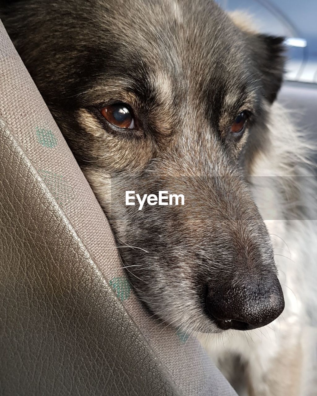 CLOSE-UP OF DOG LOOKING AWAY