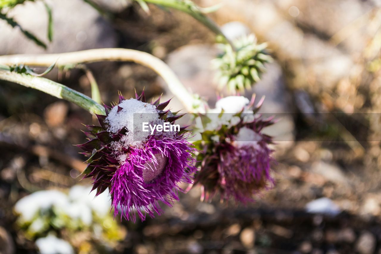 Close-up of flower in park