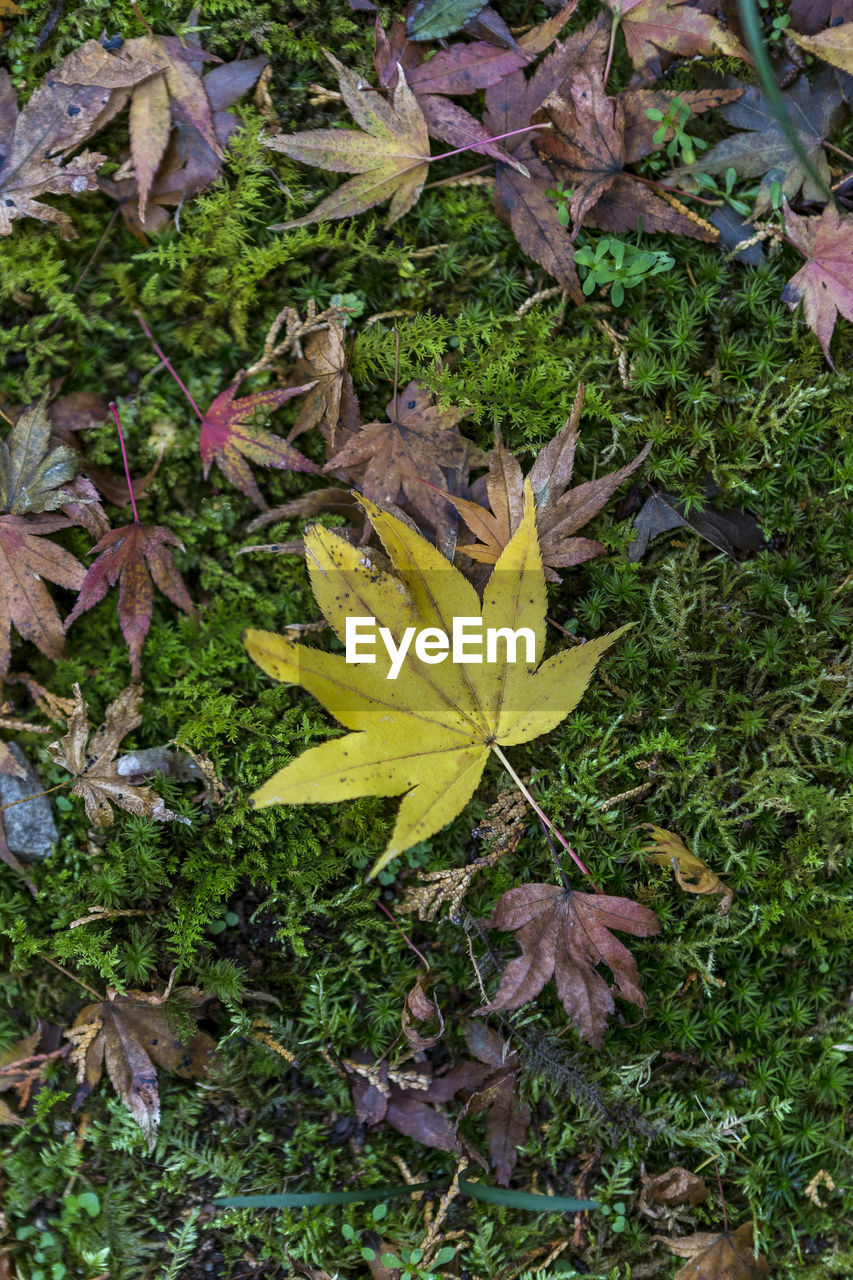 HIGH ANGLE VIEW OF YELLOW MAPLE LEAF ON LAND