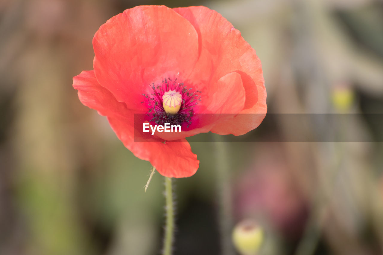 Close-up of pink flower