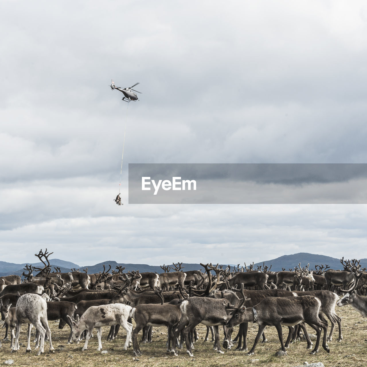 Reindeers in mountains