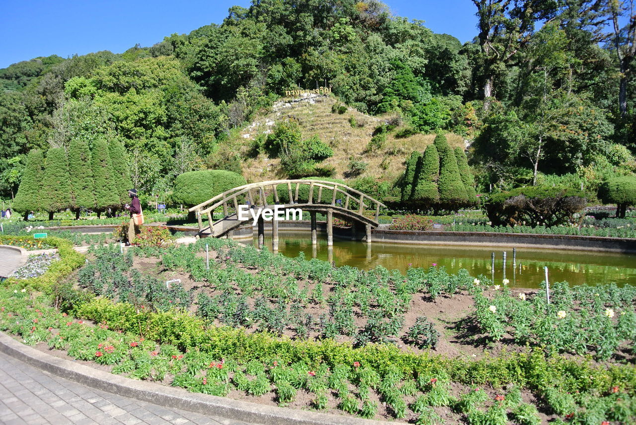 SCENIC VIEW OF TREES AND PLANTS AGAINST SKY