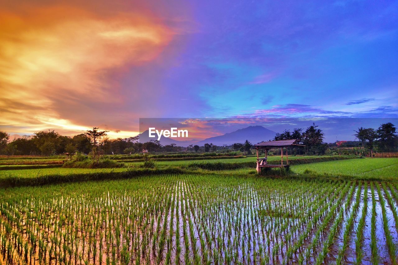 Scenic view of rice paddy against cloudy sky during sunset