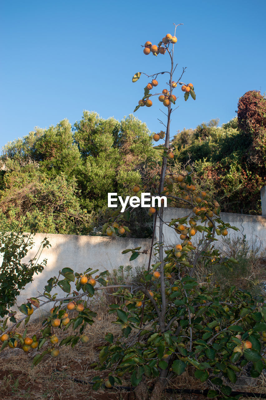 SCENIC VIEW OF RIVER BY TREES AGAINST SKY