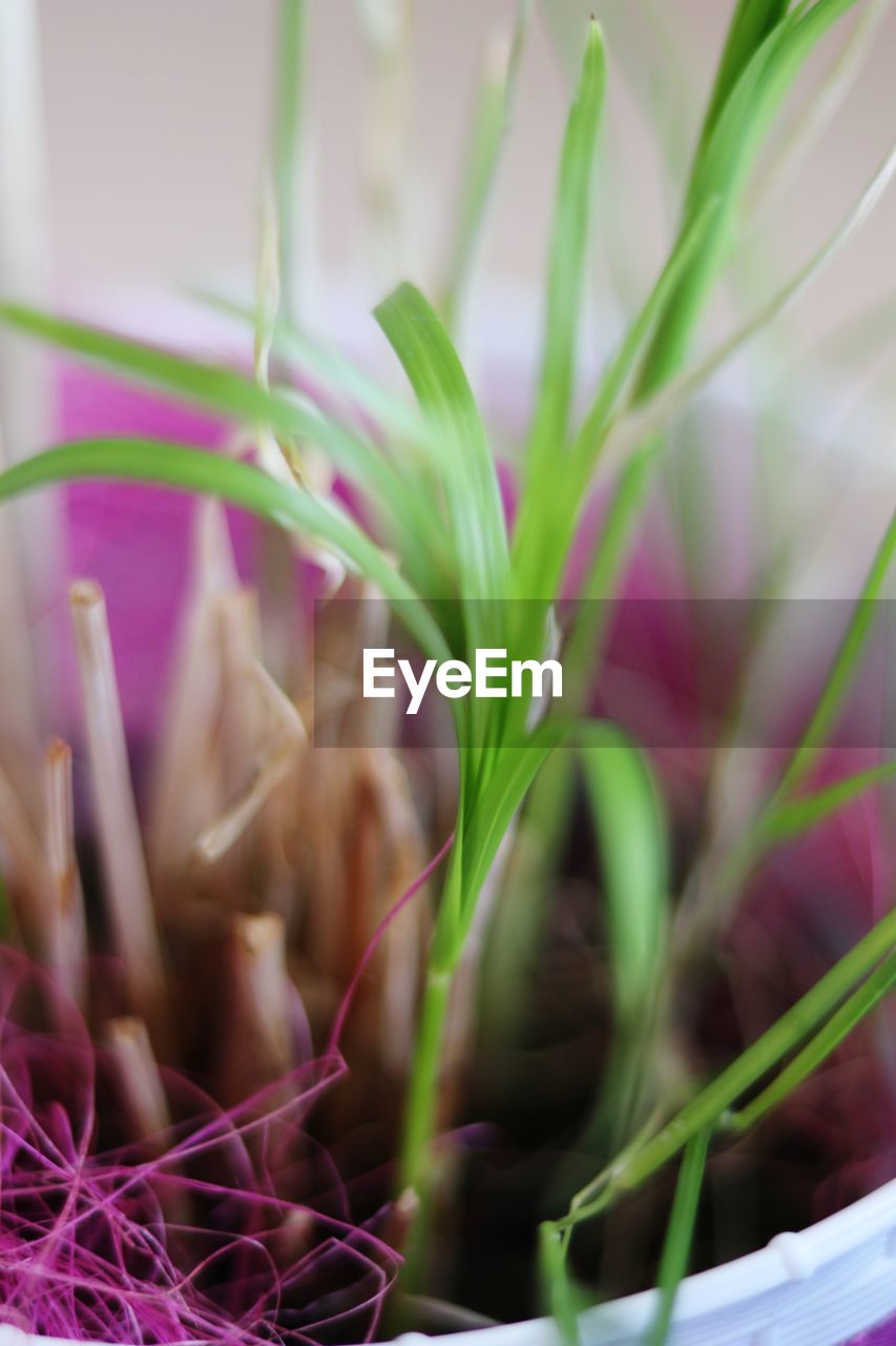 CLOSE-UP OF PINK FLOWER PLANT