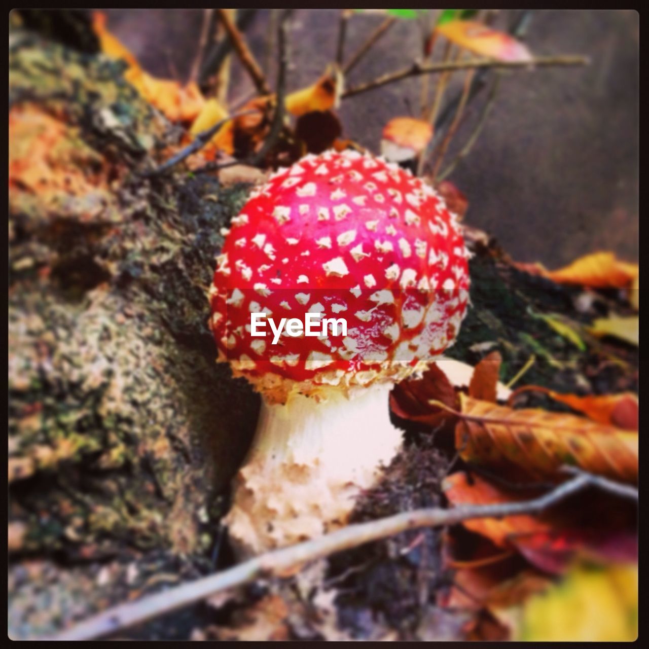 Close-up of fly agaric mushroom growing on forest