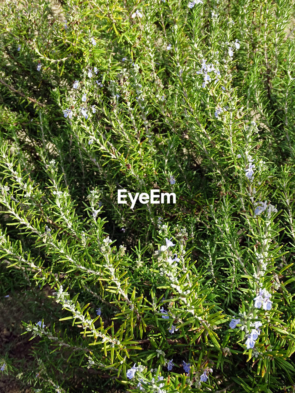 FULL FRAME SHOT OF PLANTS GROWING ON LAND