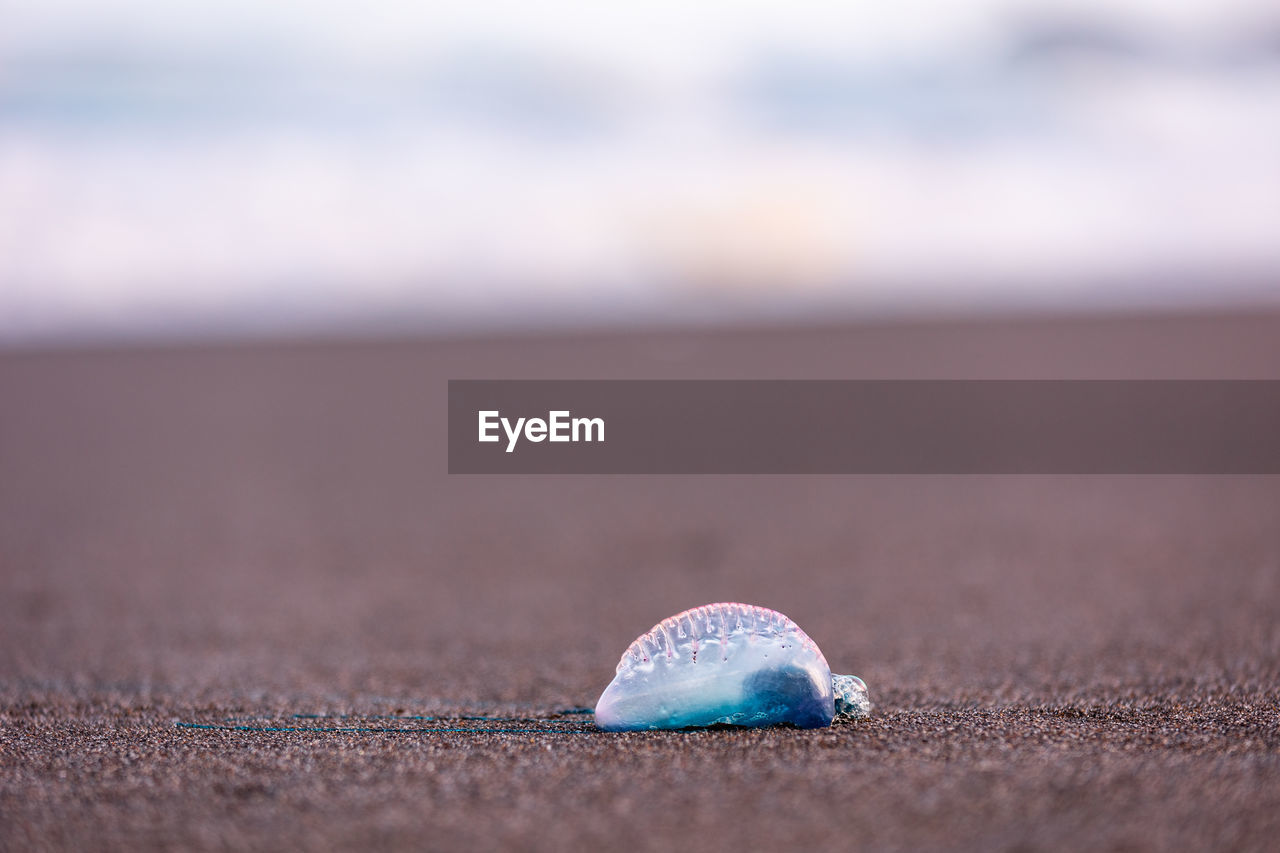 Portuguese man-o-war, dangerous jellyfish, strange animals, azores islands.